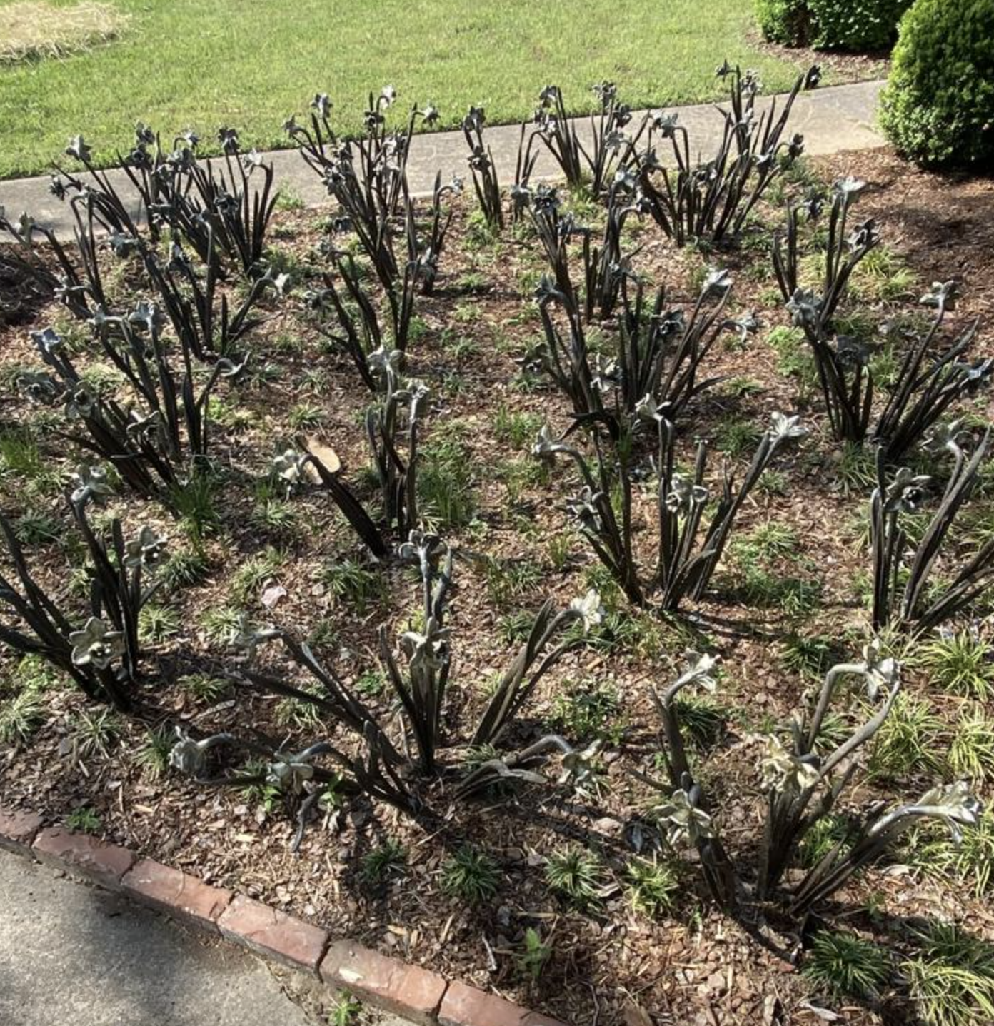 A garden bed with black-leafed irises and white flowers, surrounded by mulch and a brick border, with a concrete sidewalk and a grassy area in the background.