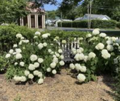 White hydrangea flowers blooming in a garden with a black decorative iron gate.