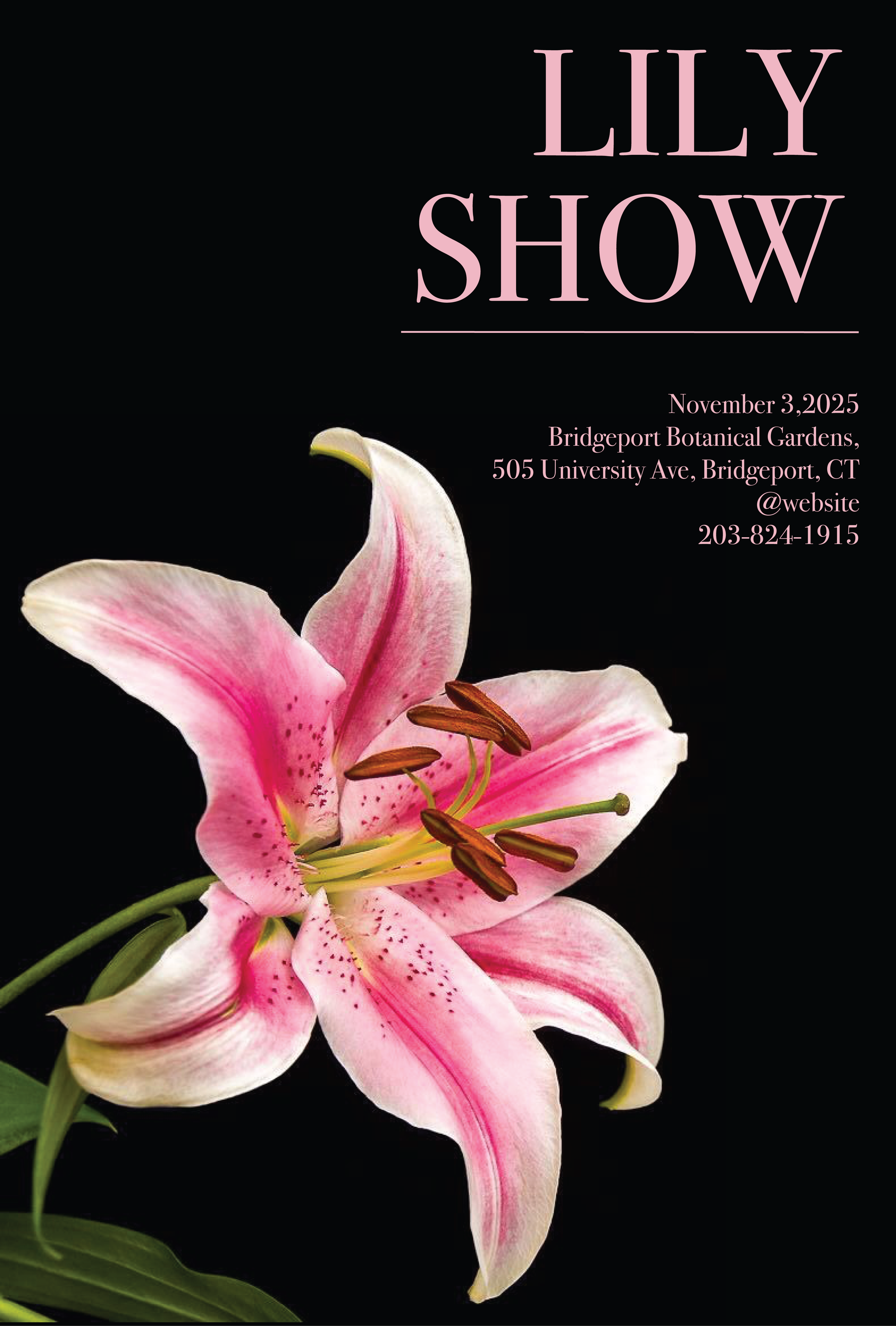 Lily Show