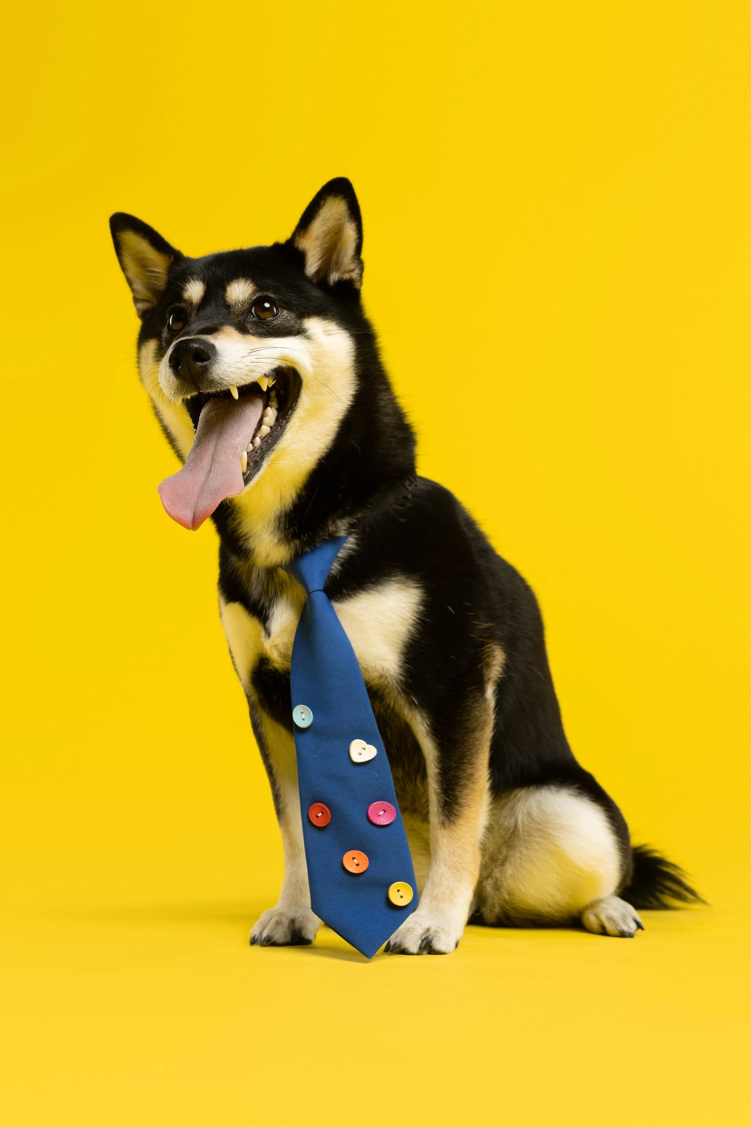 柴犬3448_副本 拷贝.jpg