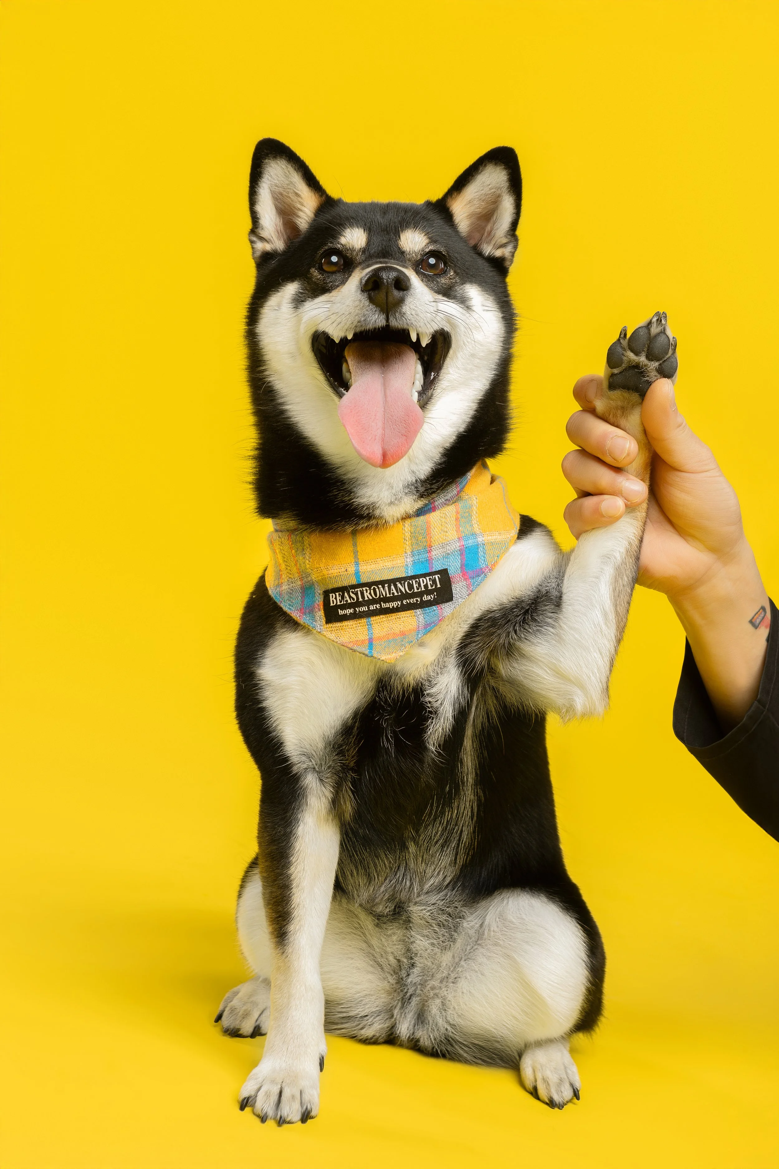柴犬3396_副本 拷贝_副本.jpg