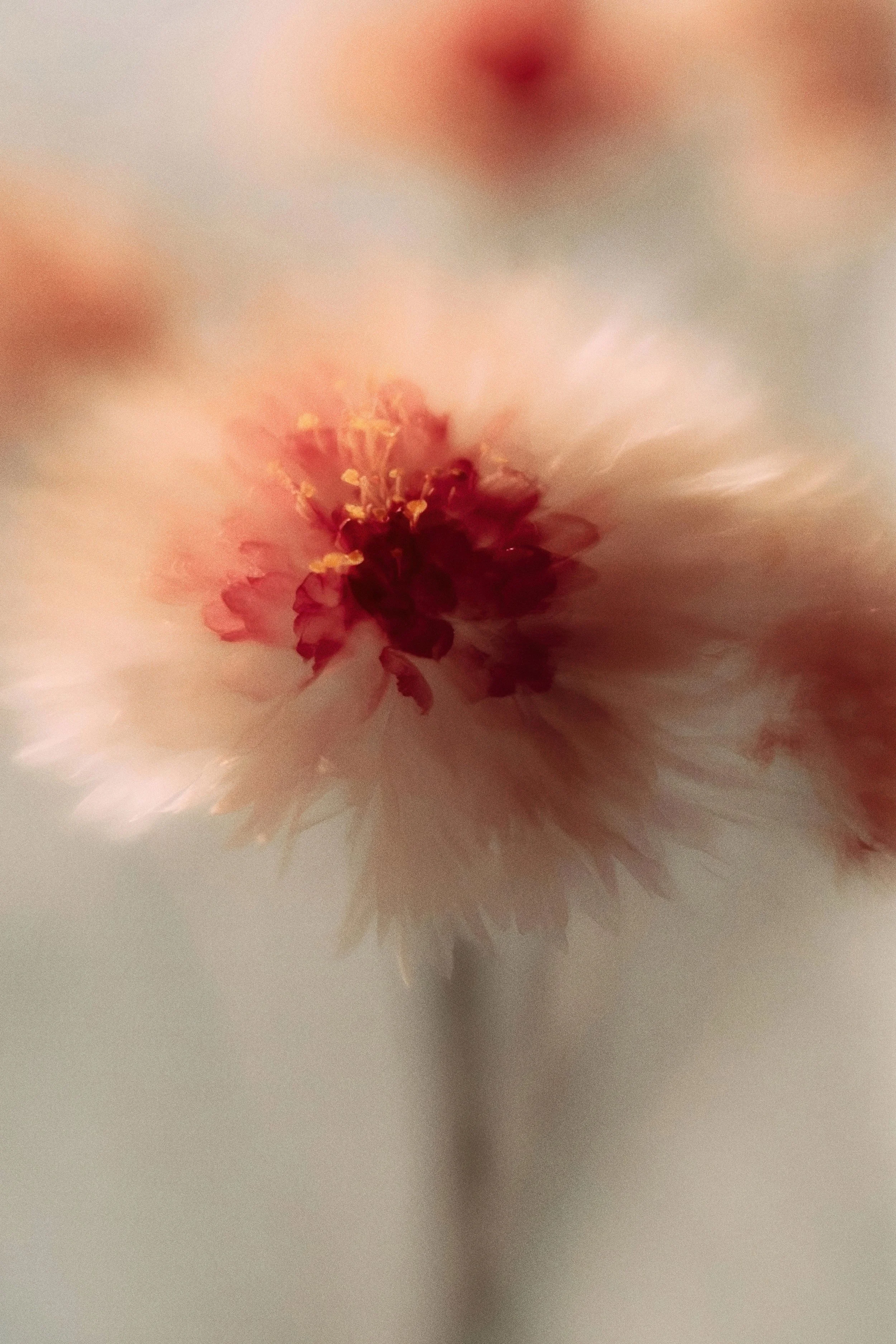 Close-up of a blooming pink and white flower with blurred background