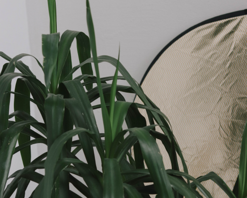 Indoor green leafy plant next to a beige fabric chair with a black edge.