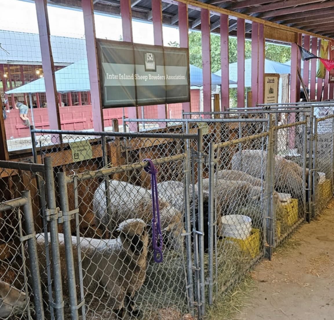 See you at the fair this weekend! It&rsquo;s the year of the sheep at the Coombs fair 🐑 @coombs.fairgrounds