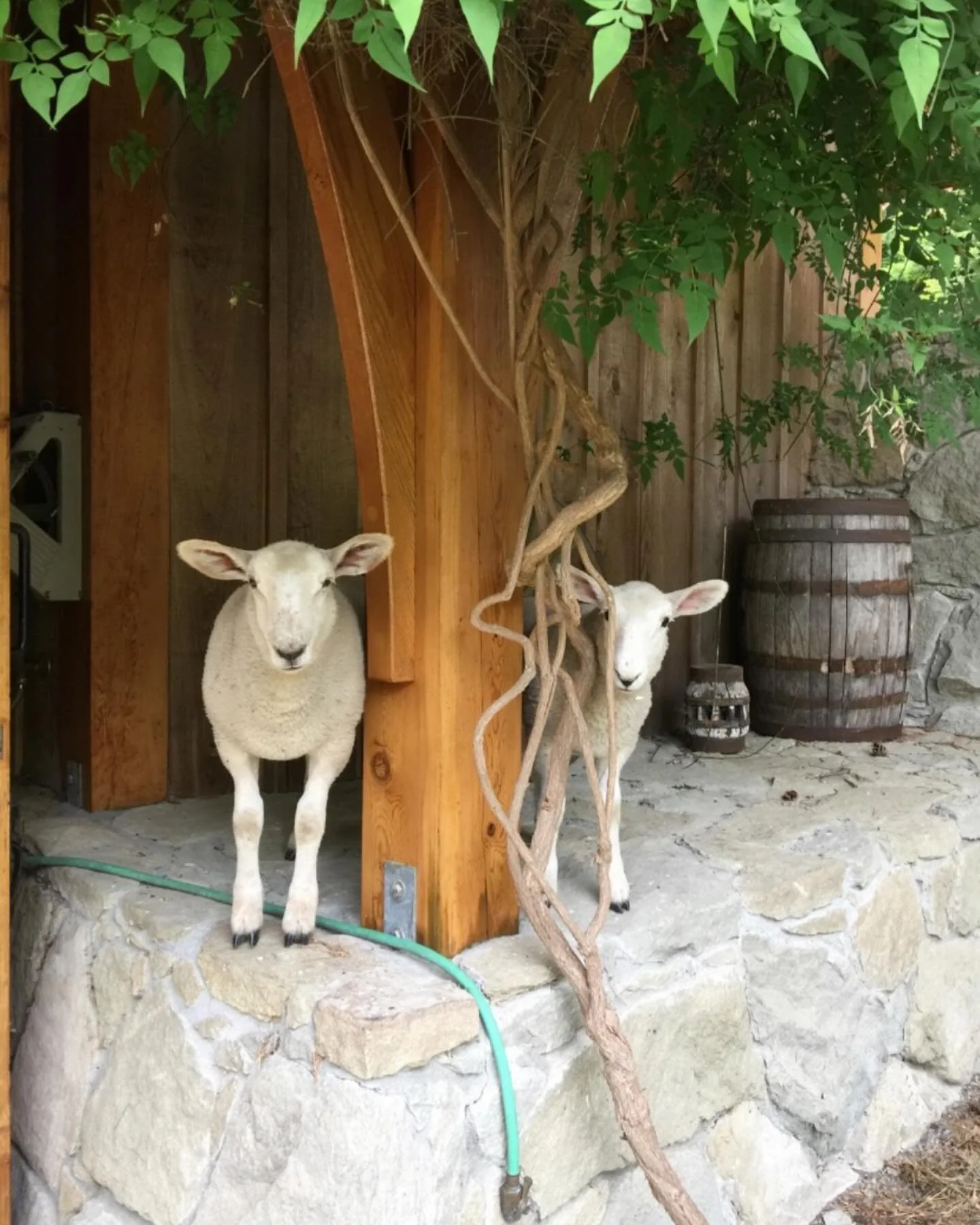 AGM announcement!
March 9, 2025
Blue Grouse Estate Winery 
Duncan BC
AGM starts at noon, and zoom option will be available for those unable to attend in person. 
See your emails for full details