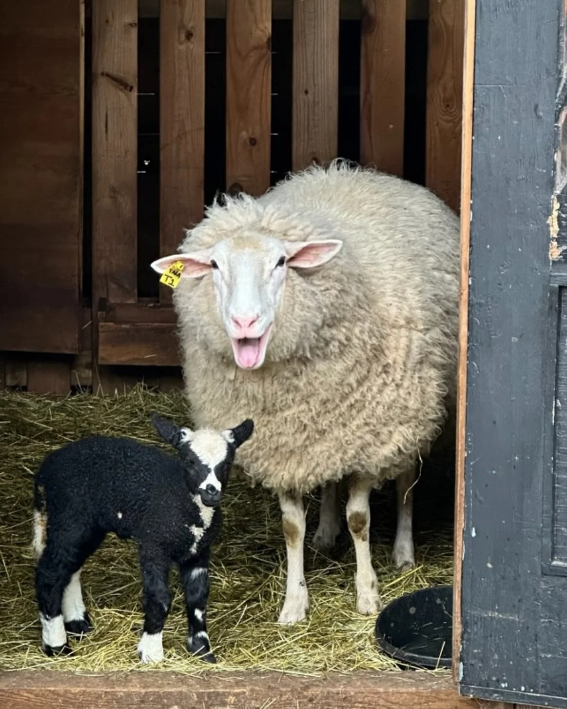 Hey EWE!
Have you renewed your IISBA membership for 2025?! 
Membership fees of $25 per farm are now overdue&hellip;Etransfer can be sent to the presidents email, or cheques mailed to the treasurer. 
Your membership keeps you on our email list for new
