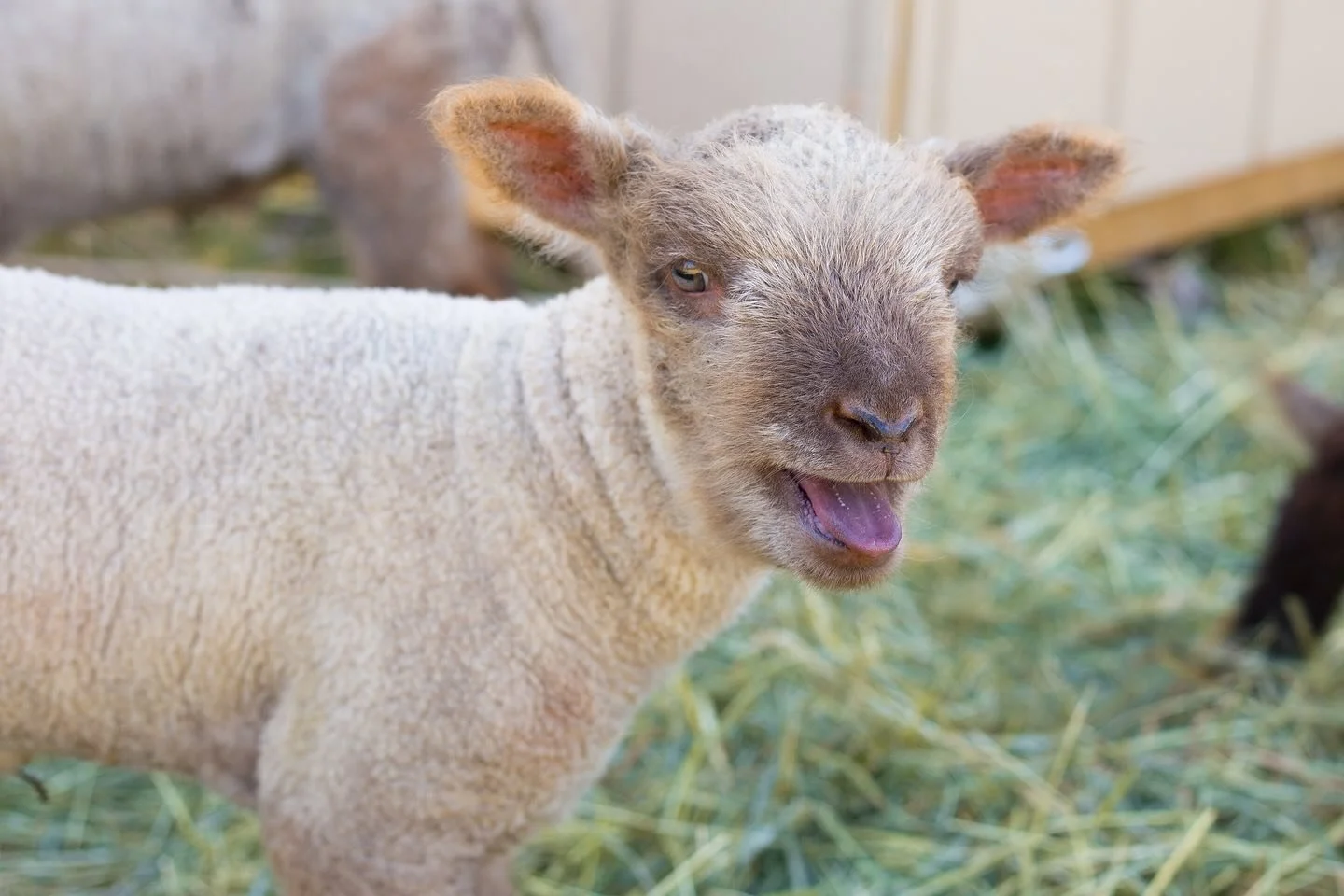 Happy New Year IISBA! 
We are looking forward to more events to come in 2025 and continuing our momentum with the island sheep industry. 
A friendly reminder that 2025 membership is due. $25 per farm/corporation can be sent to the IISBA email, or che