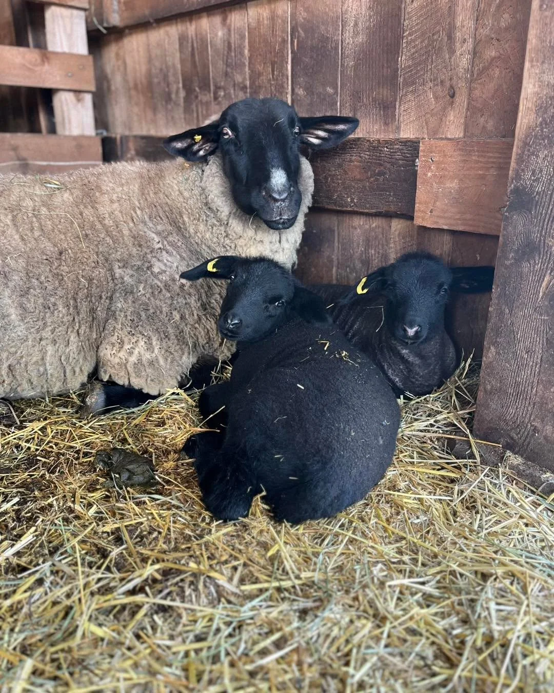 Have you renewed your IISBA membership for 2026?
We truly appreciate your support of our local sheep industry. 
Your membership fees help us to continue to put on informative workshops for our members.
A few upcoming things to note and look forward t