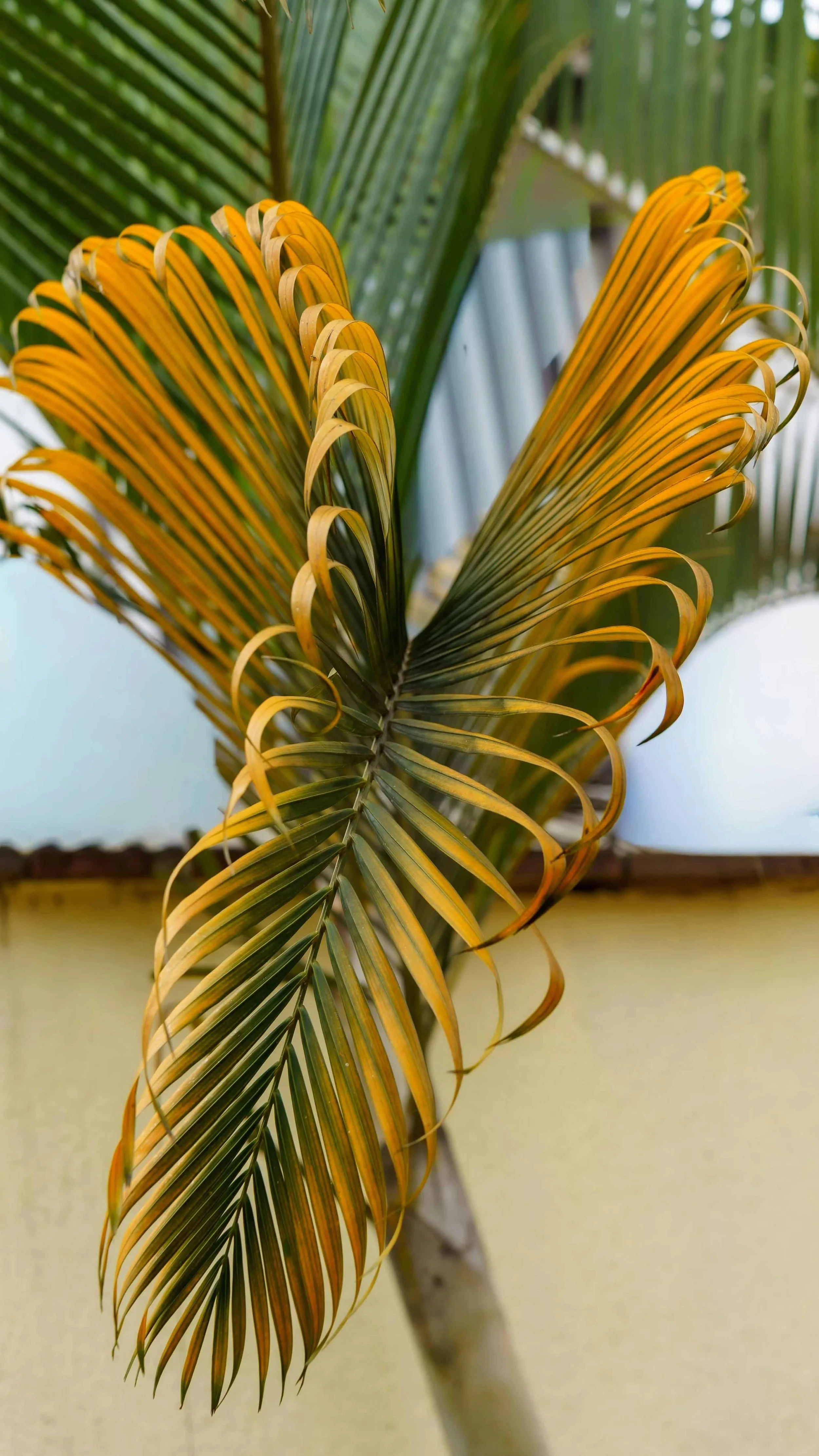 A yellow and green palm branch reaching towards the screen