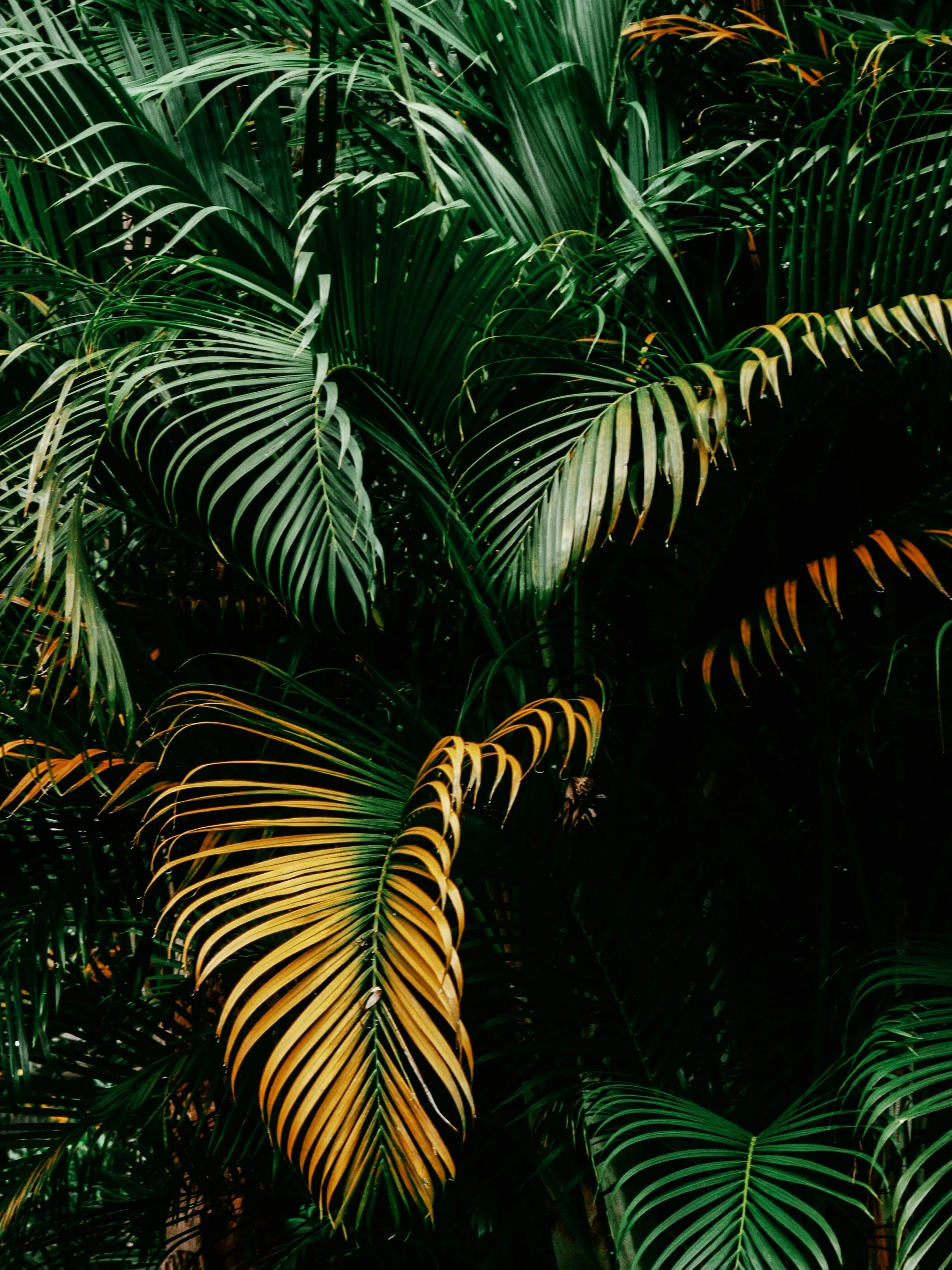 Photo of large green palm leaves, some with yellowing edges.
