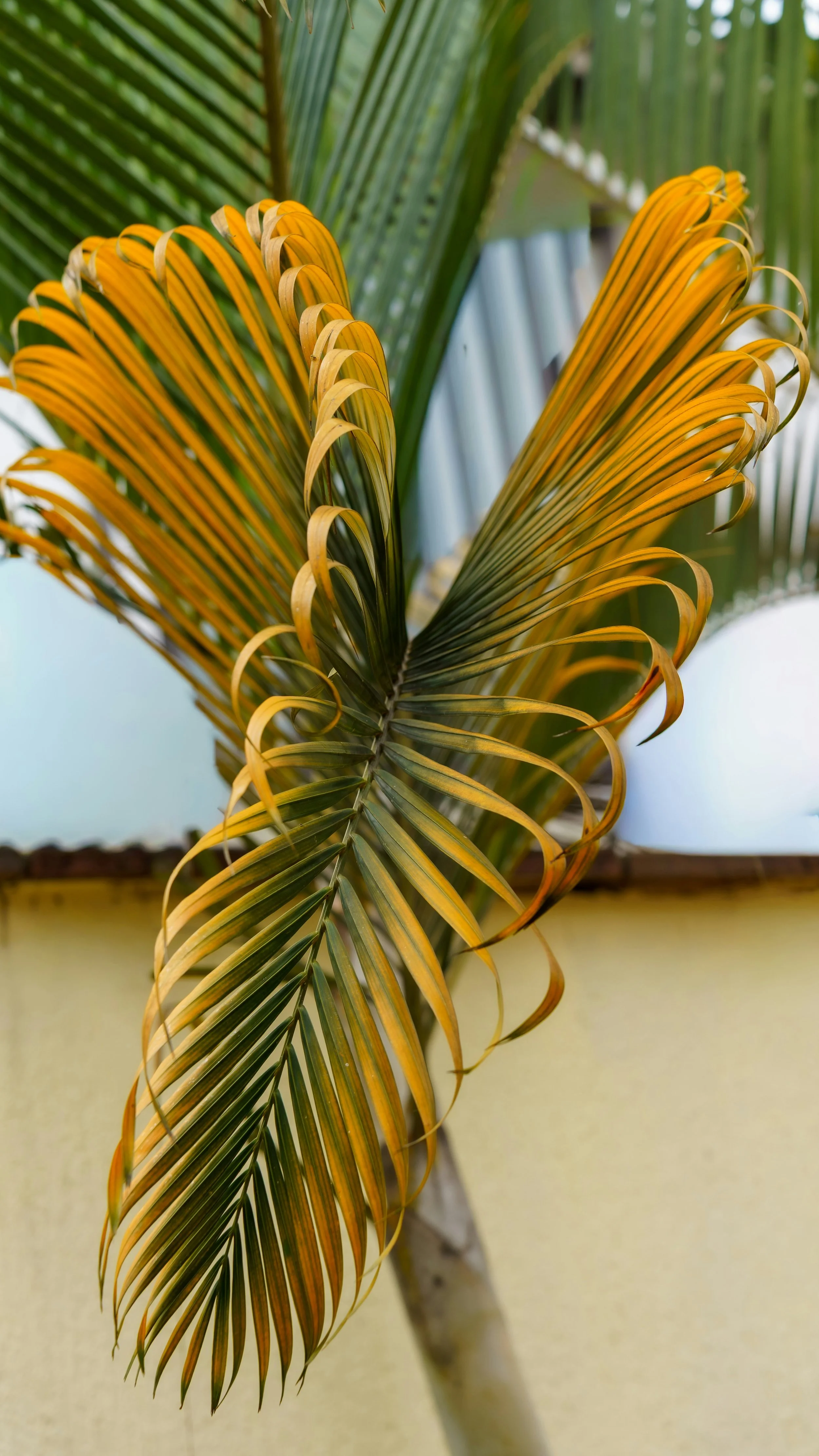 Close-up of a brown and green palm tree leaf.
