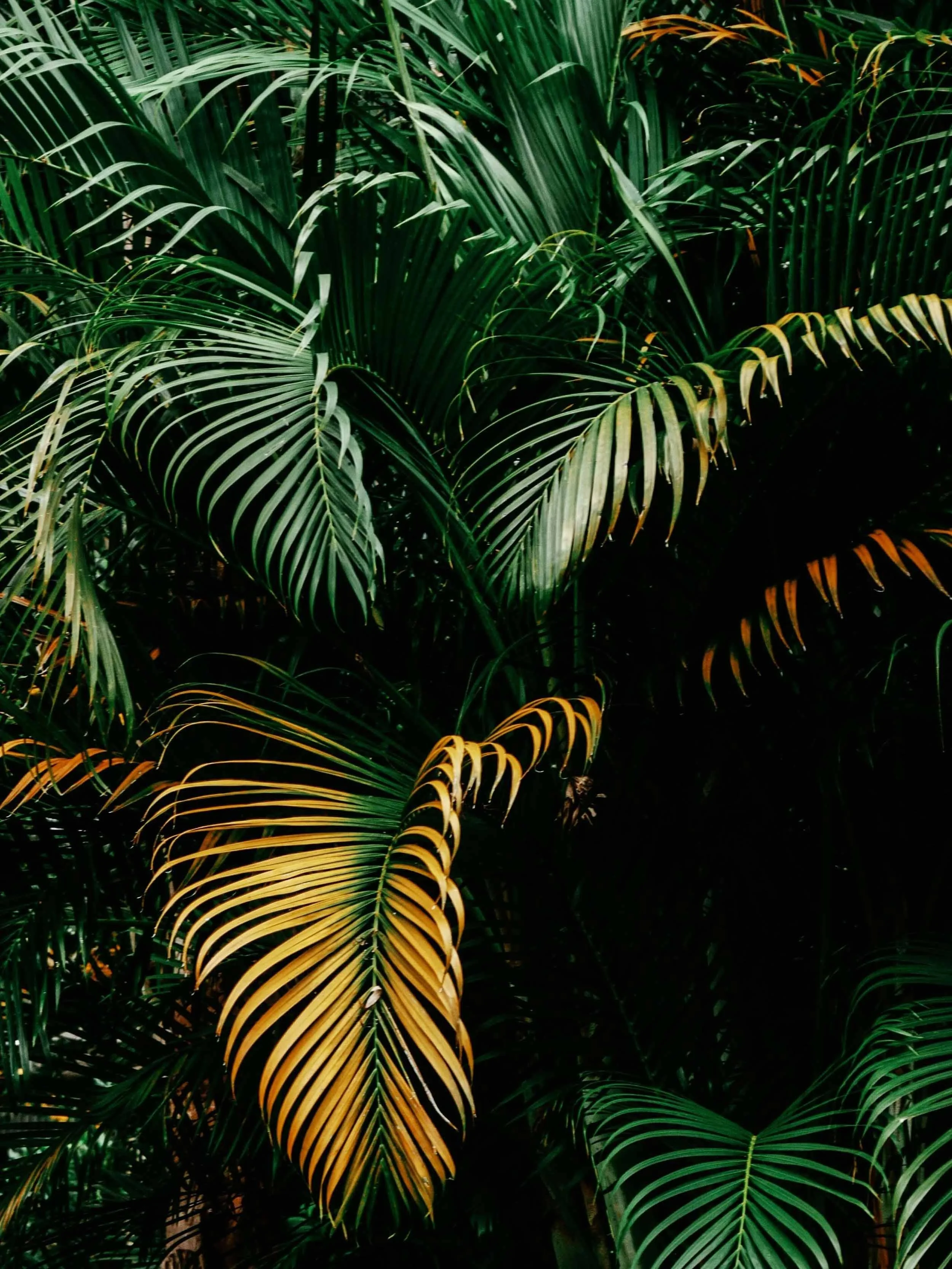 Branches of a palm with various tones of green and yellow