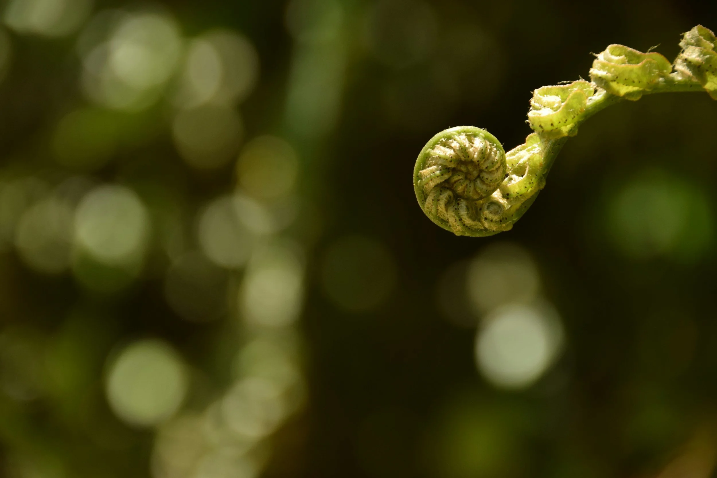 Magnified fern leaf unfurling