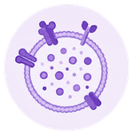 Illustration of a virus or germ, purple in color with surface projections.