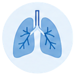 Illustration of human lungs with bronchial tubes and alveoli