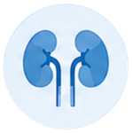 Illustration of two human kidneys with ureters connecting to the bladder.