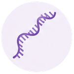 Illustration of a purple DNA double helix on a white background