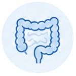 Illustration of a human colon in blue with a lighter background.