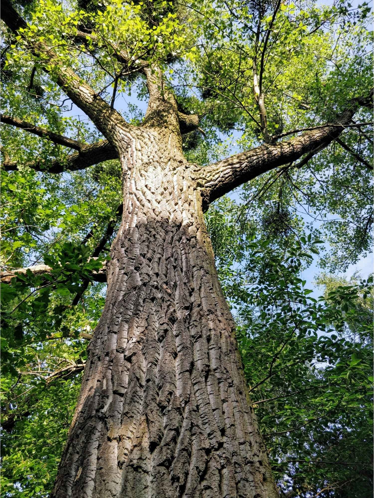 Arbre vu depuis le pied : programme MyTree, 1 commande = 1 arbre planté en France.