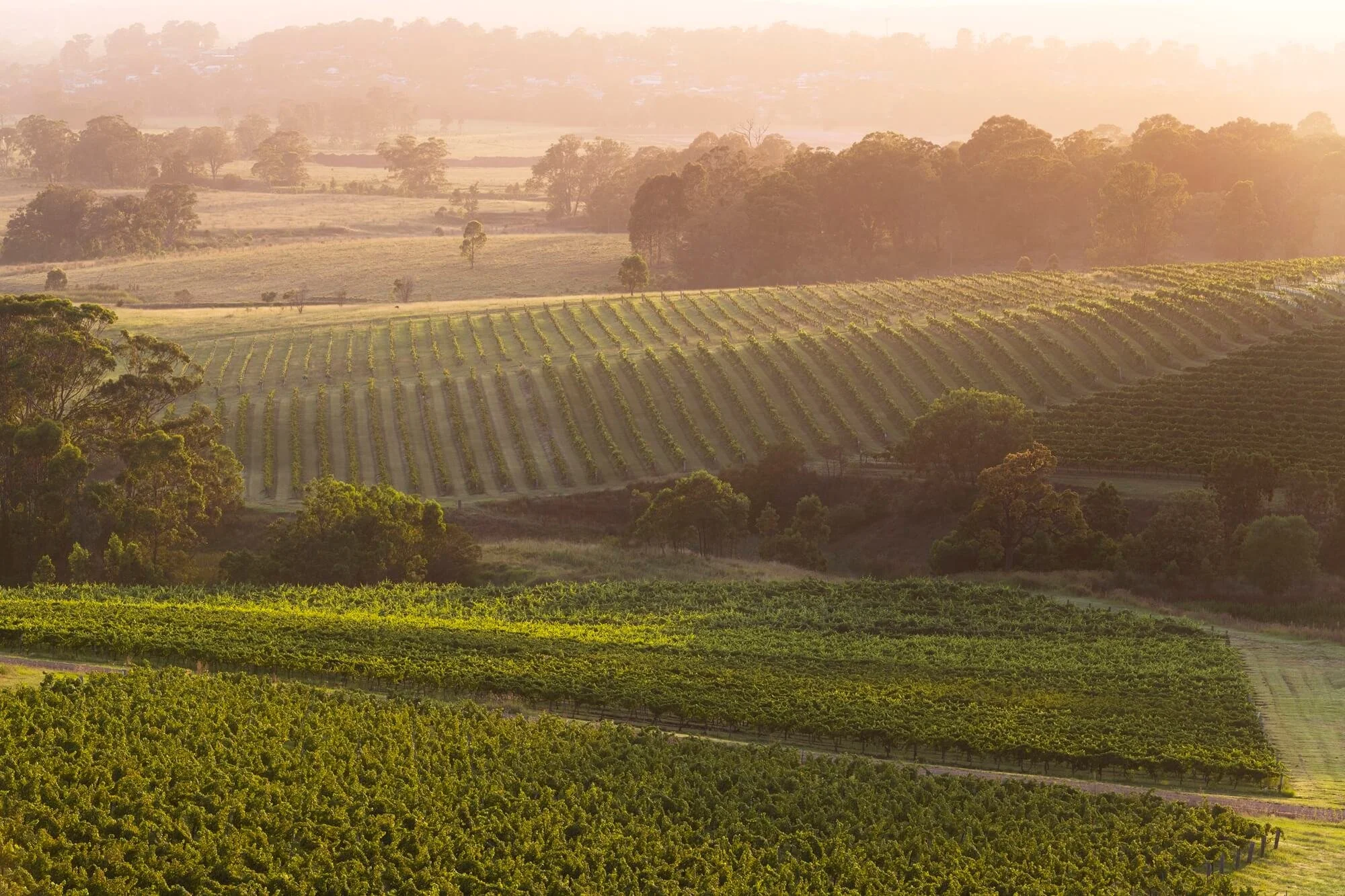 Hilly landscape of vineyard fields and trees at sunset with a warm, golden glow.
