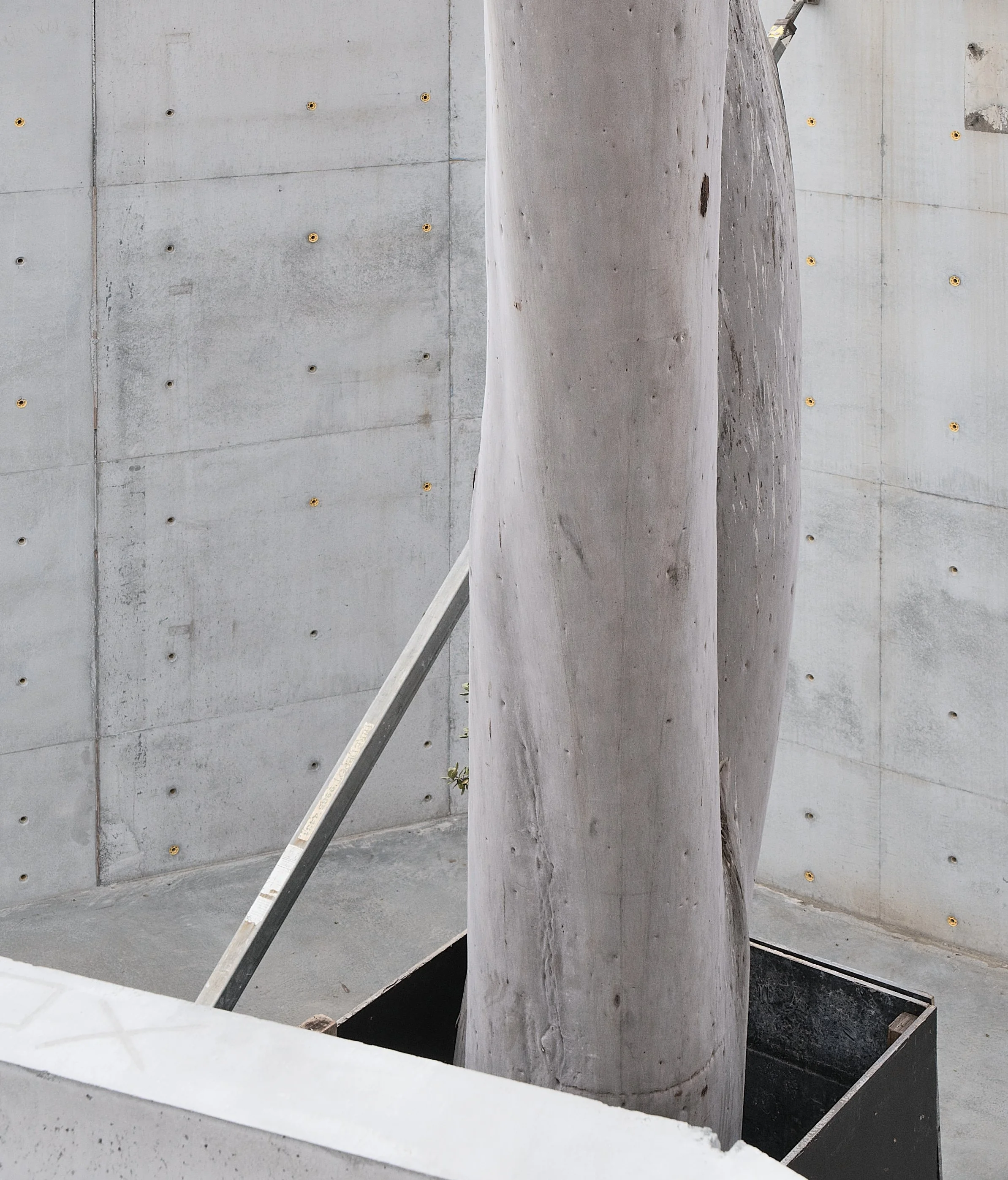 Gallery for a Tree - Marcellin College