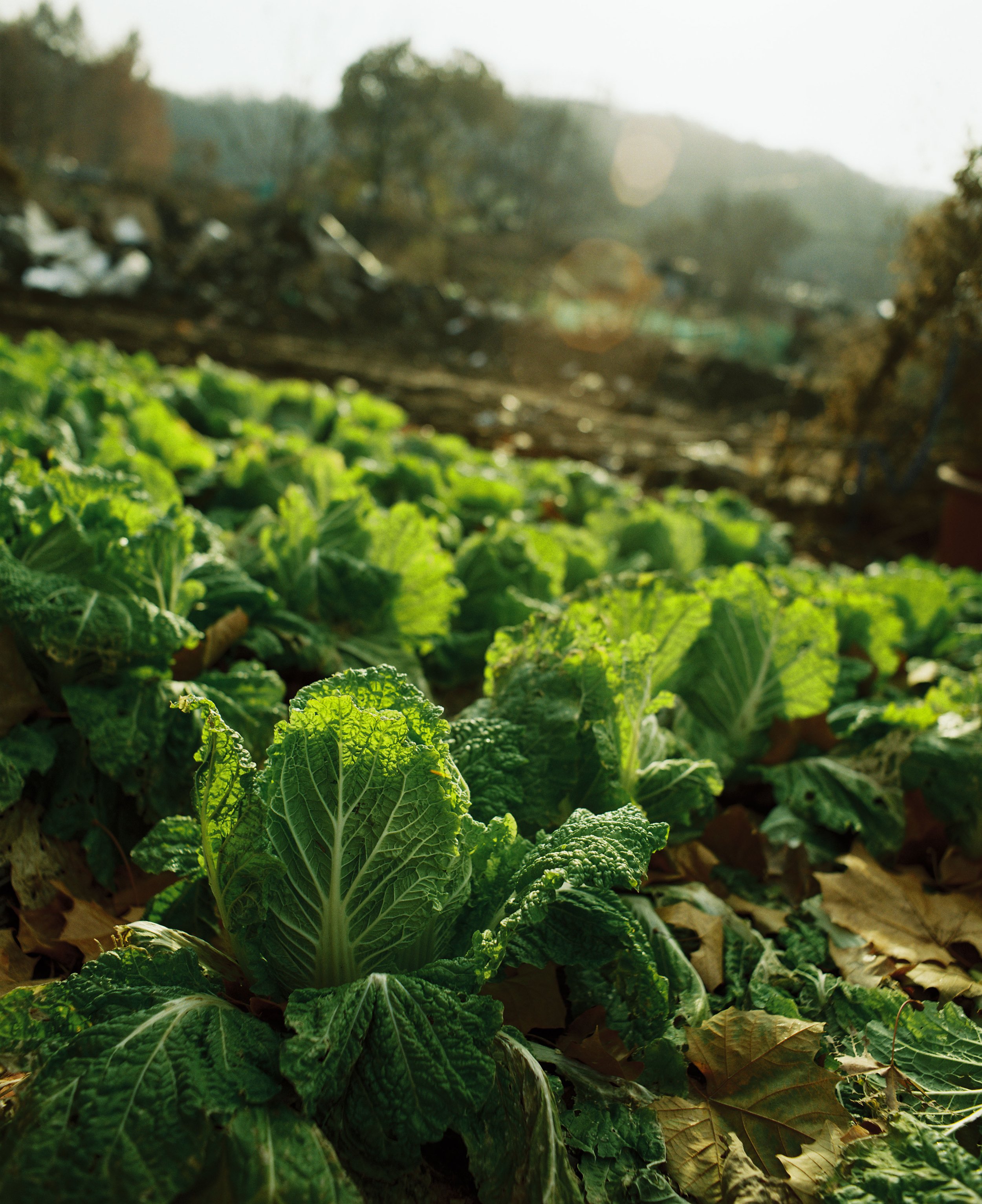Farm_Rookery_Eijiro_Hamada-18.jpg