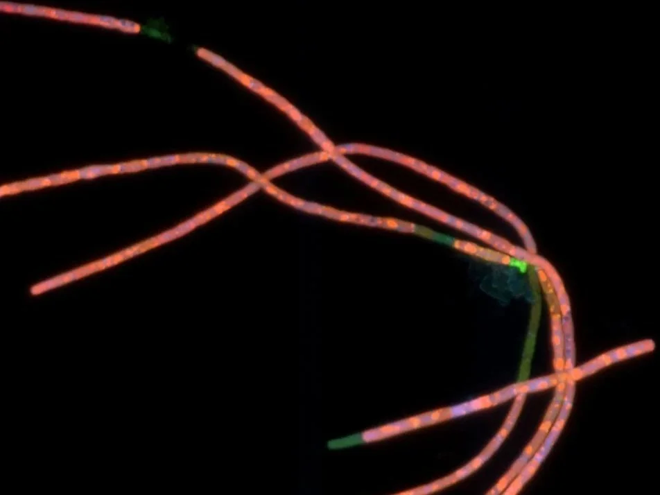 Rewiring Cyanobacterial Metabolism