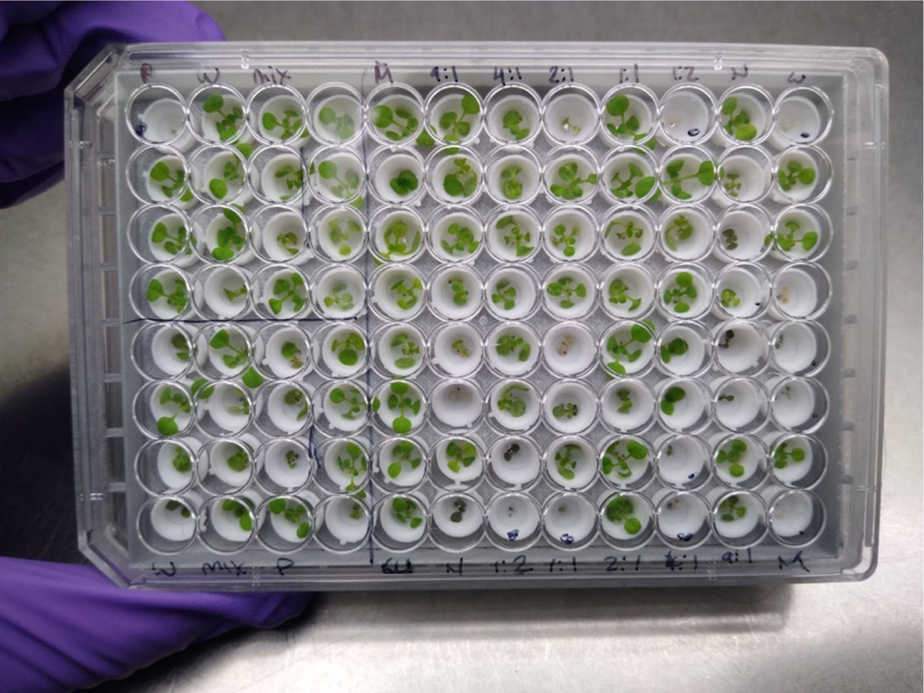 Microbiome Engineering for Crop Health