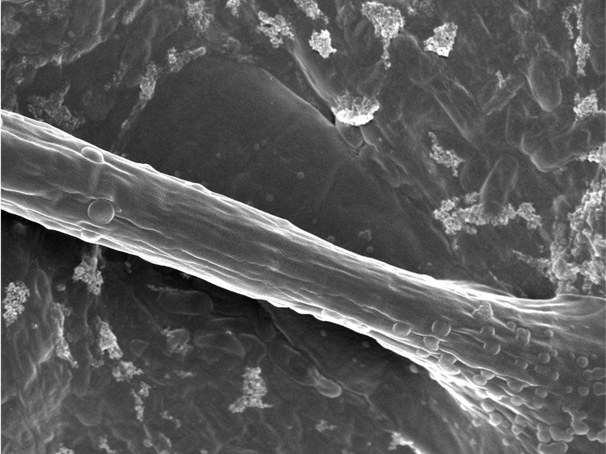 Synthetic Microbial Consortia