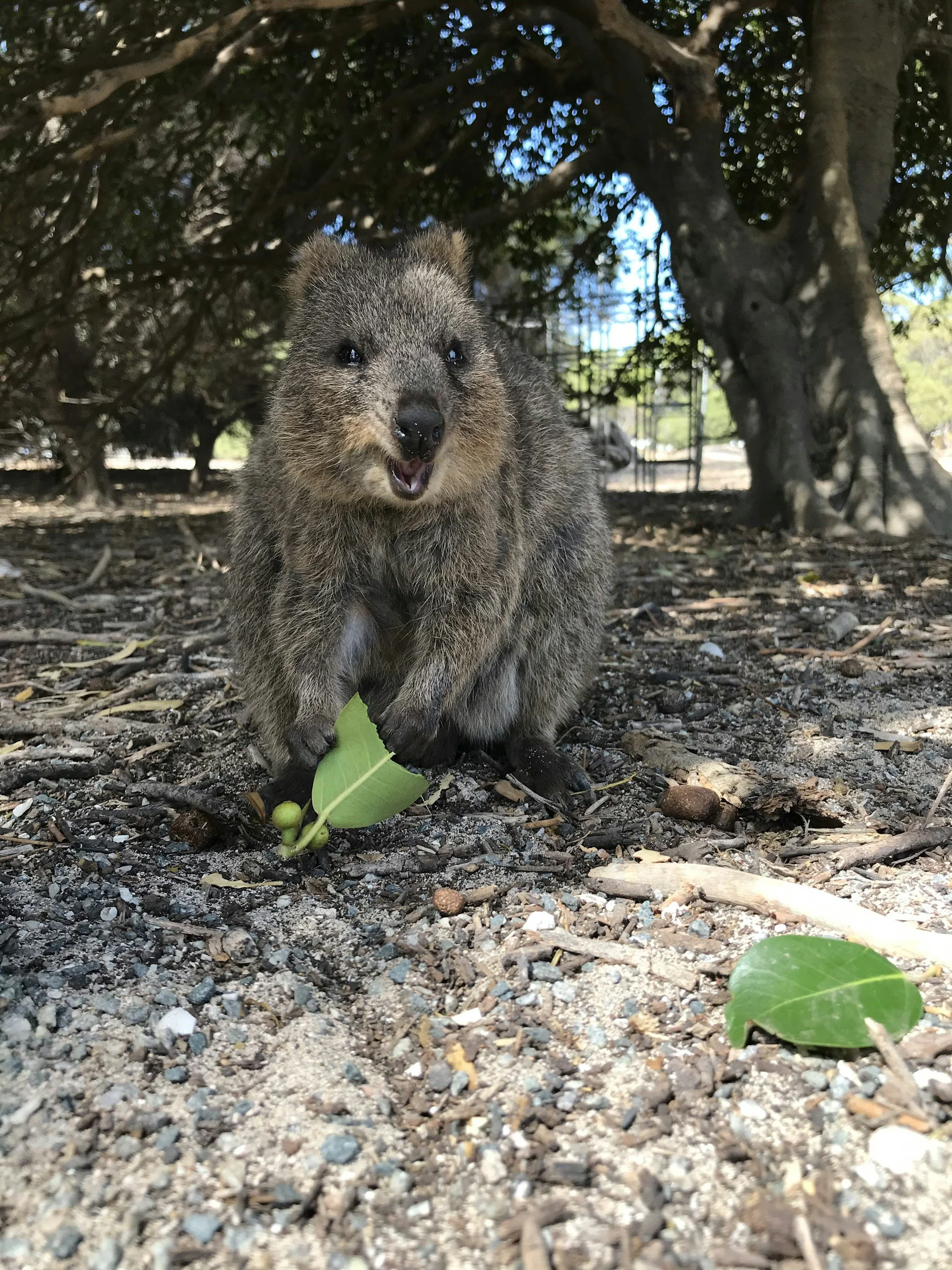 Rottnest Island Quokkas