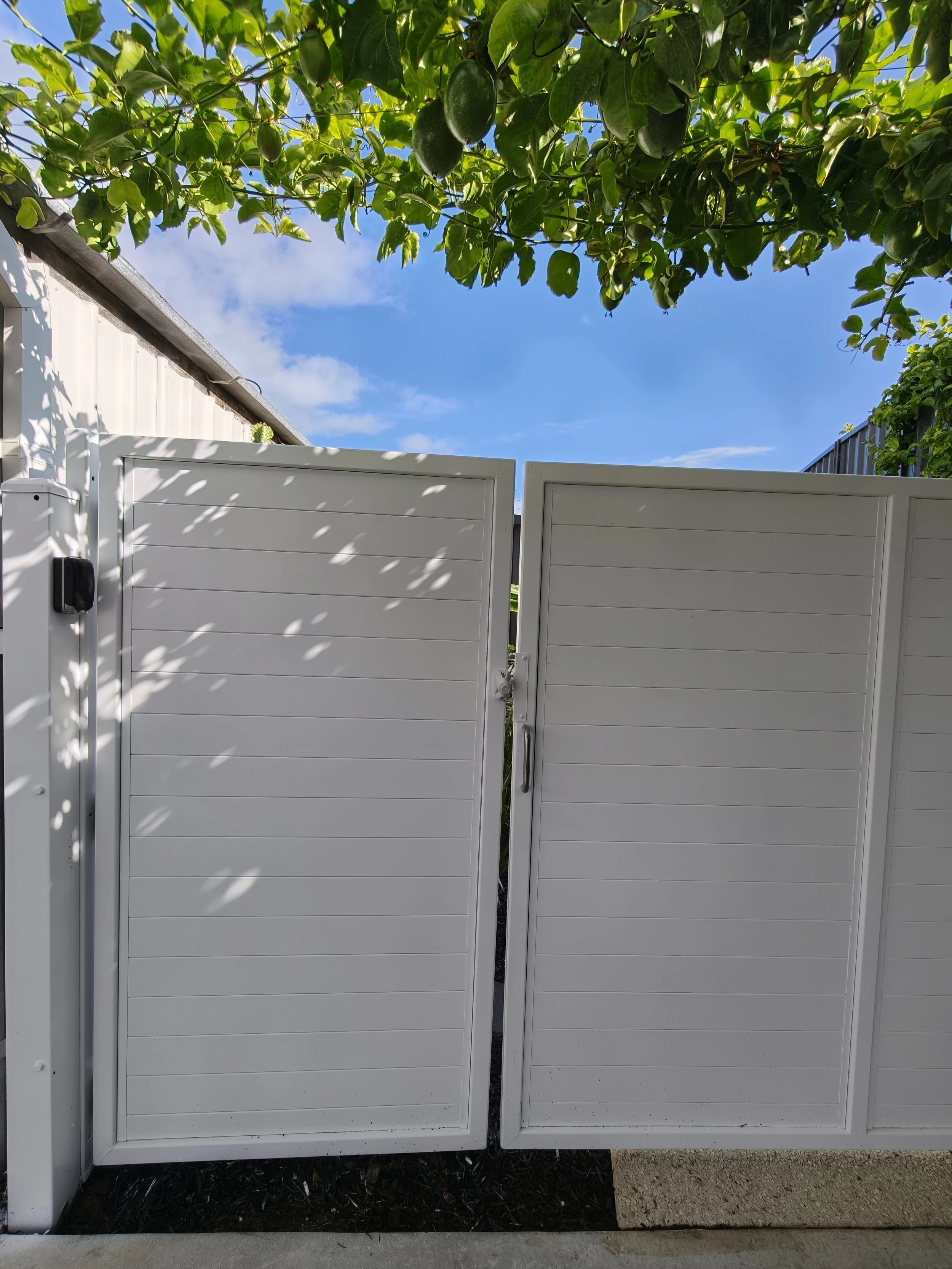A white privacy fence with two panels, partly open, with a small gap in the middle. Above the fence, a tree with green leaves and three green avocados hanging from the branches, against a partly cloudy blue sky.