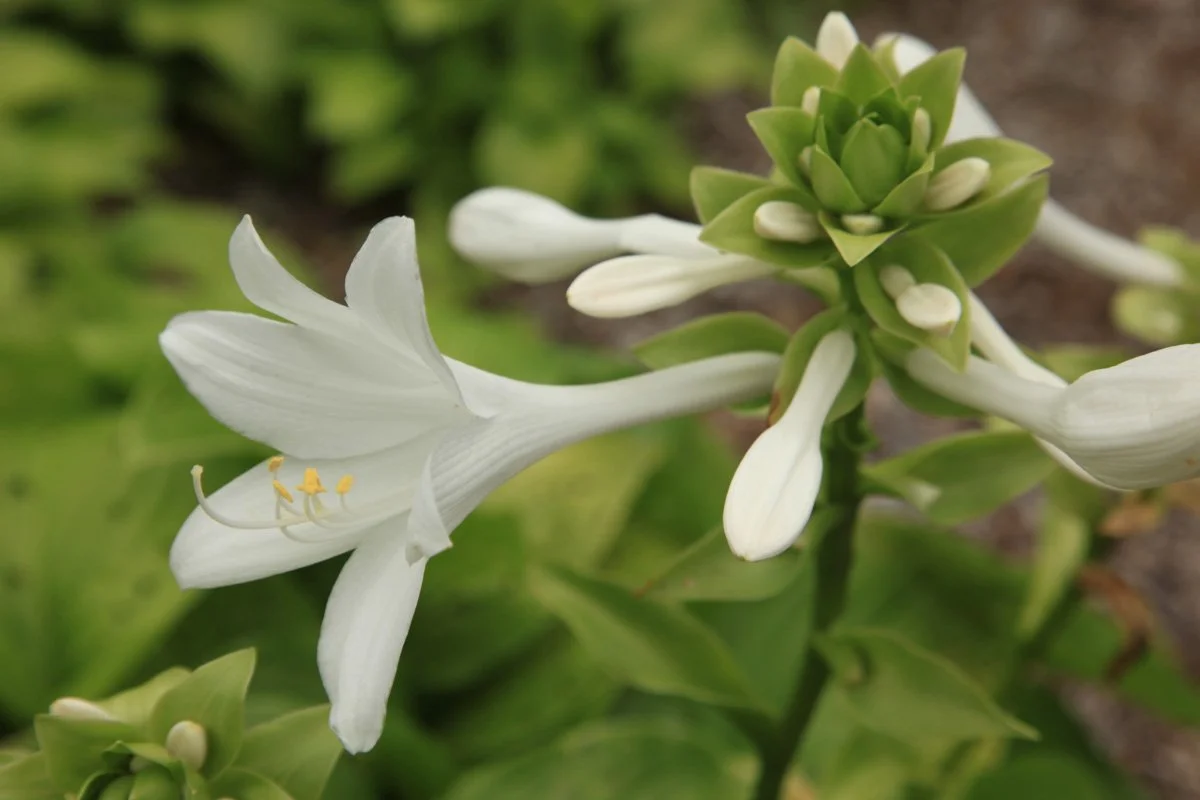 Close-up of a white lily flower with slender petals and yellow stamens, surrounded by green buds and leaves.