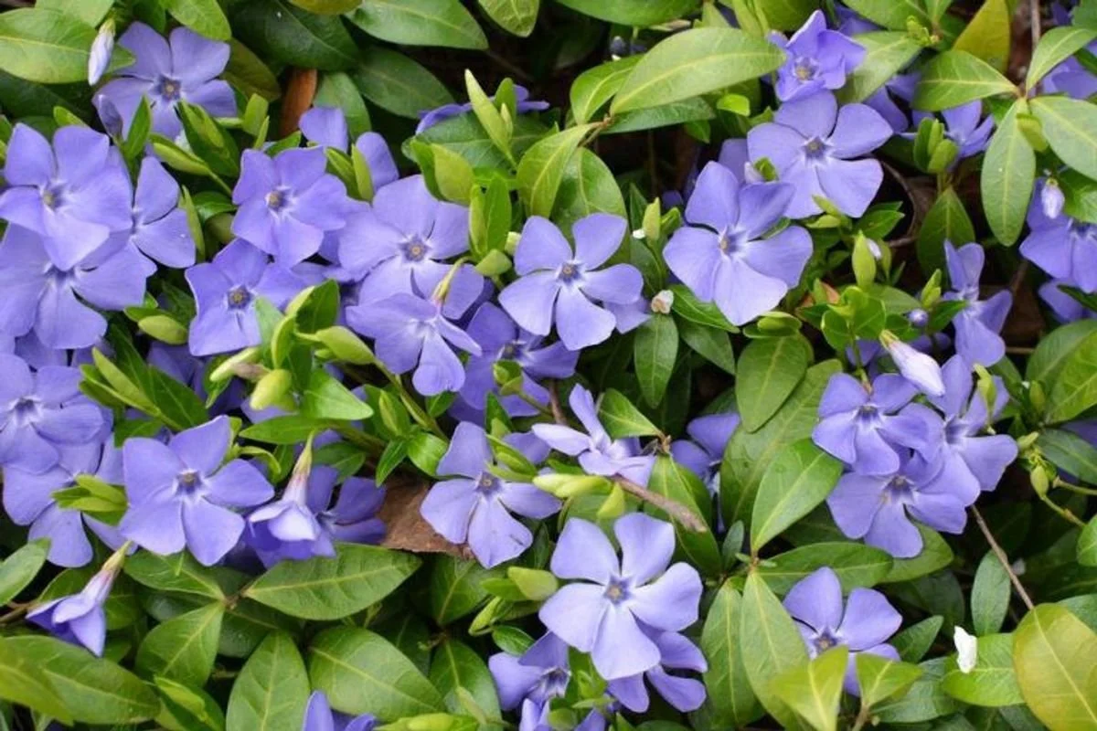 Clusters of purple flowers with green leaves