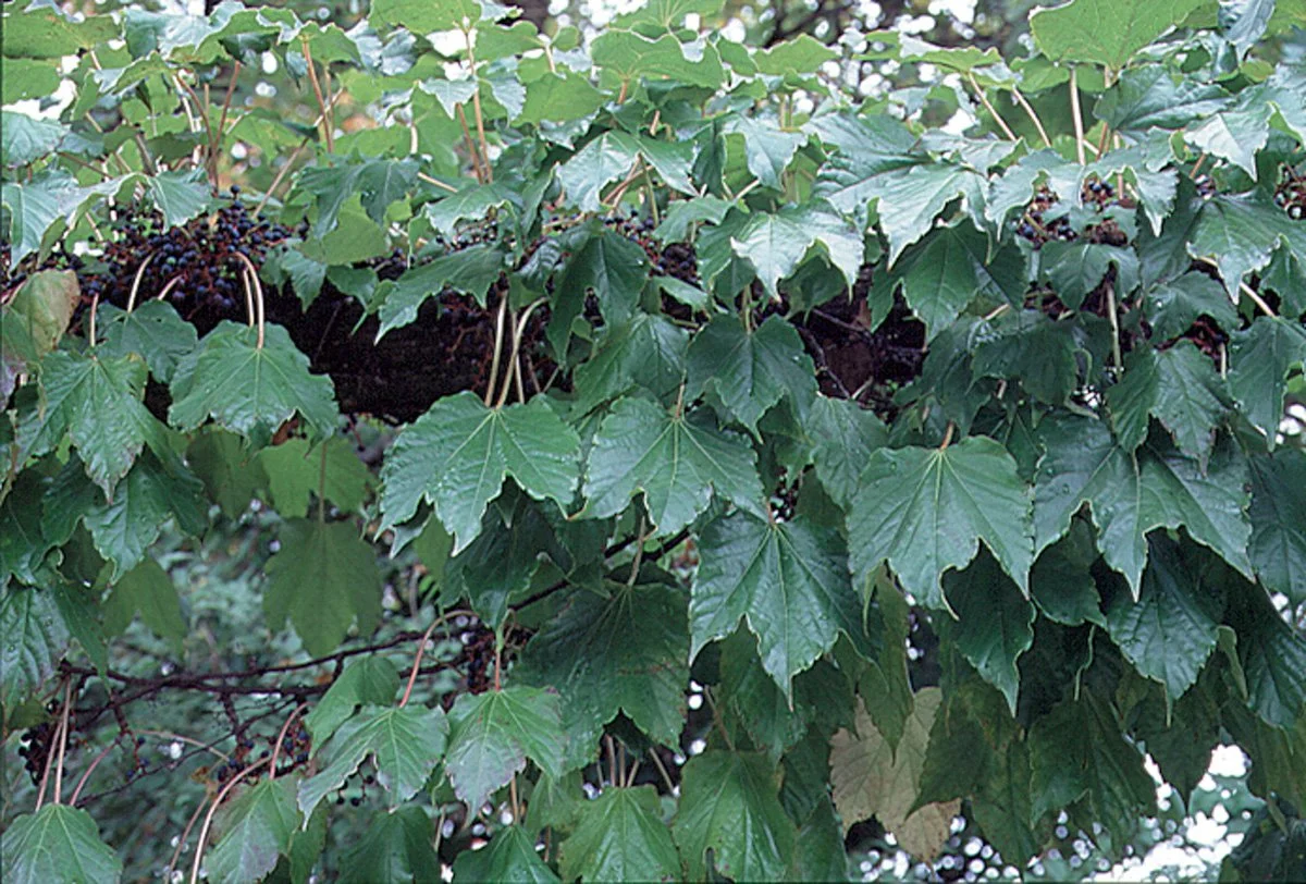 Close-up of a vine with large green leaves and bunches of dark purple or black berries.