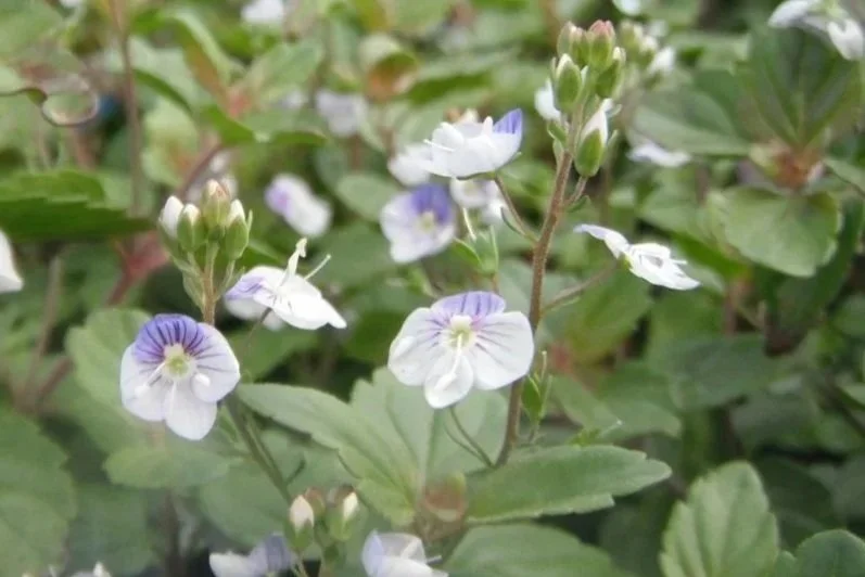 Close-up of white and purple flowers with green leaves in the background
