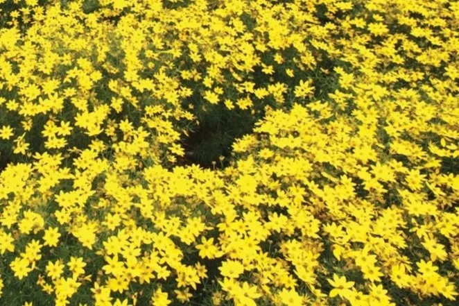 A large circular patch of yellow flowers on a green grassy field.