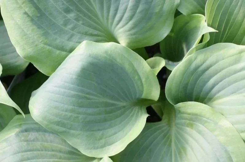 Close-up of green hosta leaves with prominent veins and smooth texture from Allemon’s Landscape Center, Detroit, Michigan serving the Grosse Pointe, St. Clair Shores, and Detroit Communities since 1929.