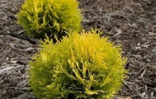 Close-up of two yellow-green ornamental shrubs planted in mulch soil.