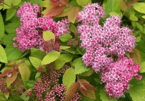 Pink and purple clusters of hydrangea flowers surrounded by green leaves at Allemon’s Landscape Center, Detroit, Michigan serving the Grosse Pointe, St. Clair Shores, and Detroit Communities since 1929.
