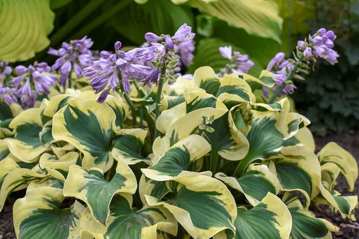 Close-up of variegated yellow and green hosta leaves with purple flowers blooming on tall stems.