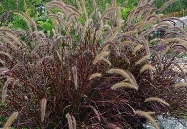 Bush with dark purple leaves and tall, feathery beige plumes.