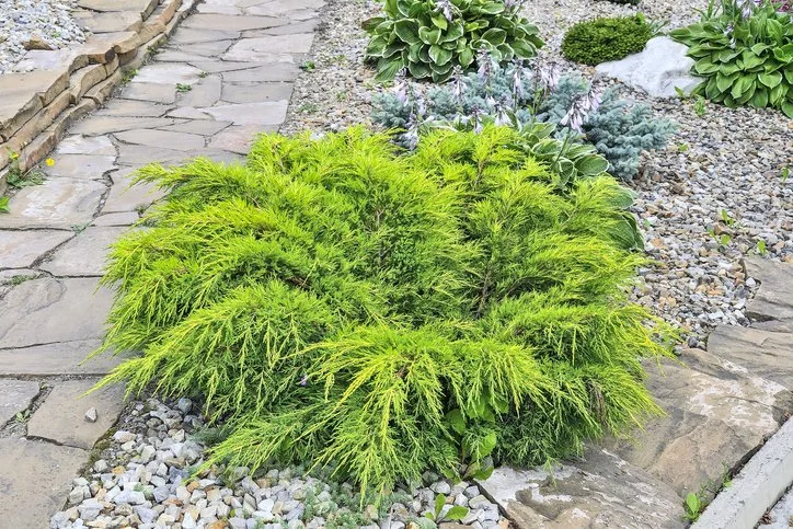 A lush green shrub with feathery foliage in a garden surrounded by rocks and a stone pathway at Allemon’s Landscape Center, Detroit, Michigan serving the Grosse Pointe, St. Clair Shores, and Detroit Communities since 1929.
