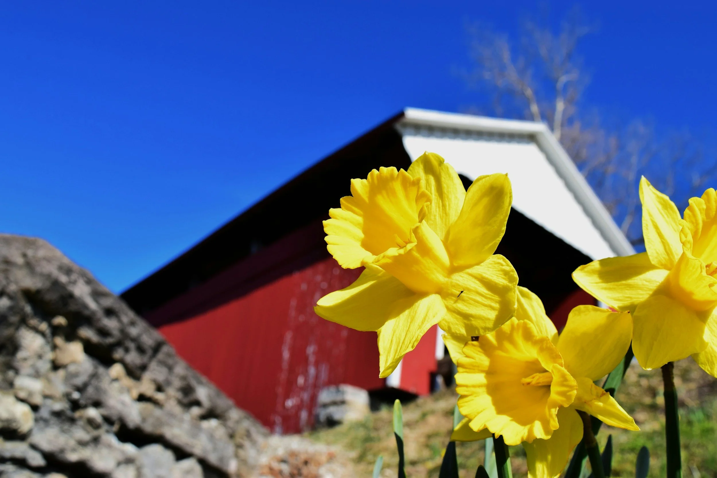 Latest Planting Times for Spring-Flowering Bulbs 