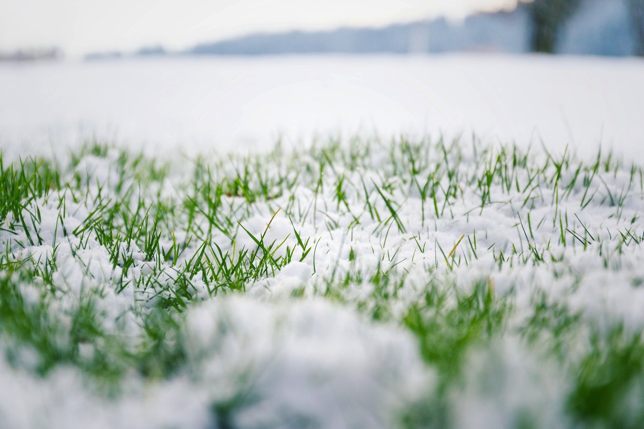 November Lawn Care Tips for Southeast Michigan