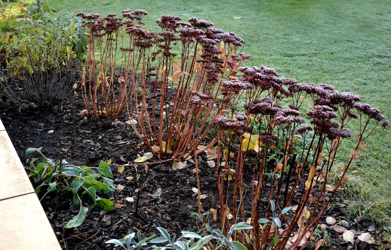 How to Prepare Your Perennials for Winter
