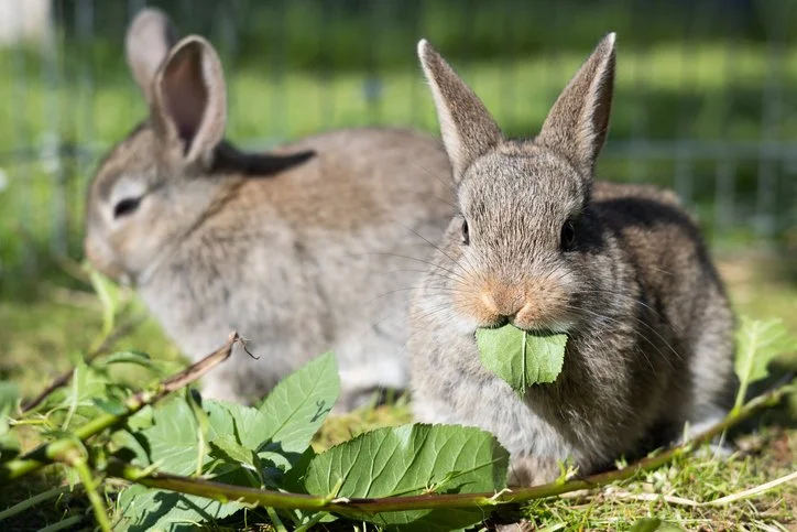 Rabbits Eating Your Landscape? Here’s How to Deter Them