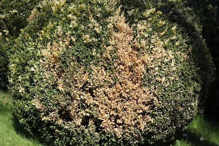 Boxwoods vs the Box Tree Moth: How to prevent damage