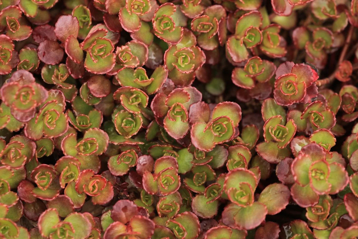 Close-up of a dense cluster of succulent plants with small green and reddish-brown leaves arranged in a rosette pattern.