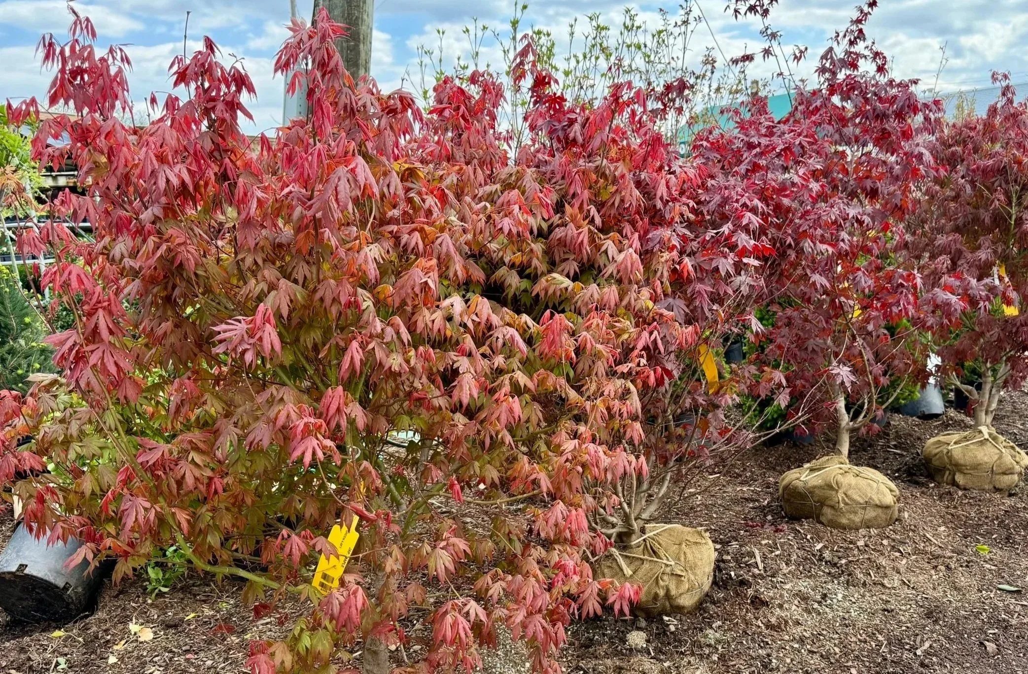 Japanese Maple plants at Allemon's Landscape Center in Detroit, Michigan with burlap-wrapped root balls on the ground.