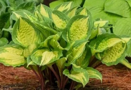 A cluster of green and yellow hosta plants at Allemon’s Landscape Center, Detroit, Michigan serving the Grosse Pointe, St. Clair Shores, and Detroit Communities since 1929.